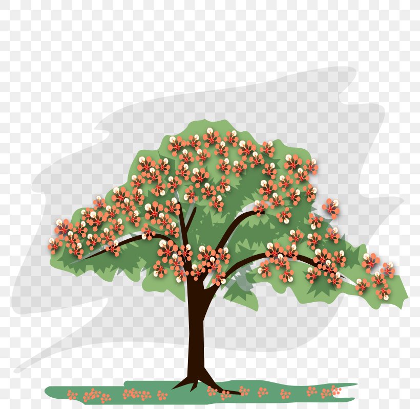 Royal Poinciana Draw Trees Drawing Clip Art, PNG, 800x800px, Royal Poinciana, Art, Branch, Delonix, Draw Trees Download Free