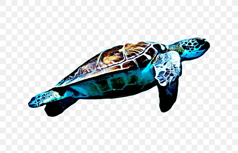 Sea Turtle Background, PNG, 683x528px, Loggerhead Sea Turtle, Caretta, Green Sea Turtle, Hawksbill Sea Turtle, Kemps Ridley Sea Turtle Download Free