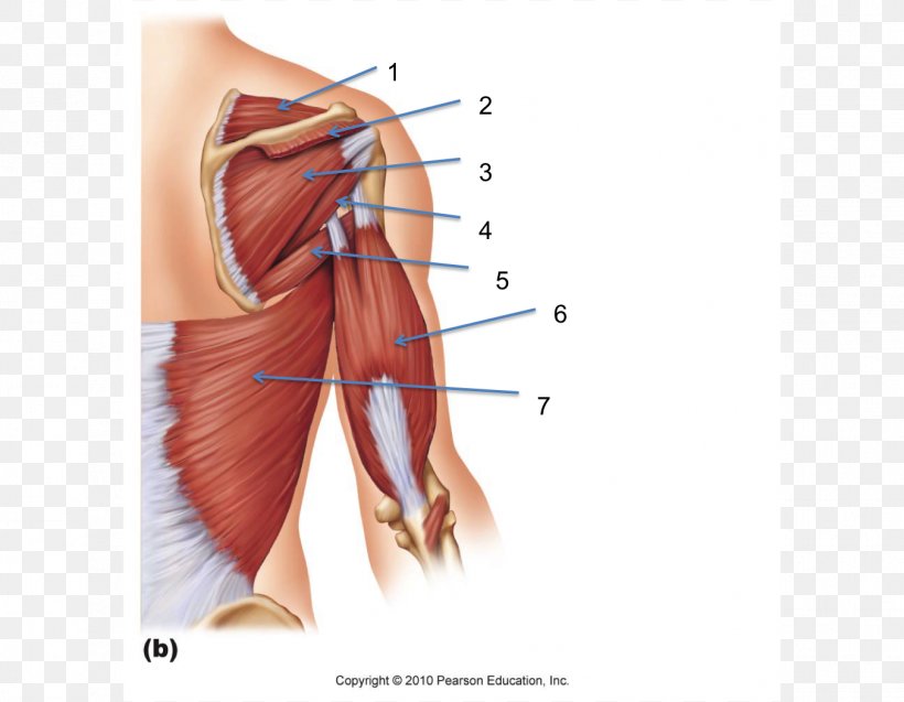 Teres Minor Muscle Teres Major Muscle Triceps Brachii Muscle Biceps Anatomy, PNG, 1352x1051px, Watercolor, Cartoon, Flower, Frame, Heart Download Free