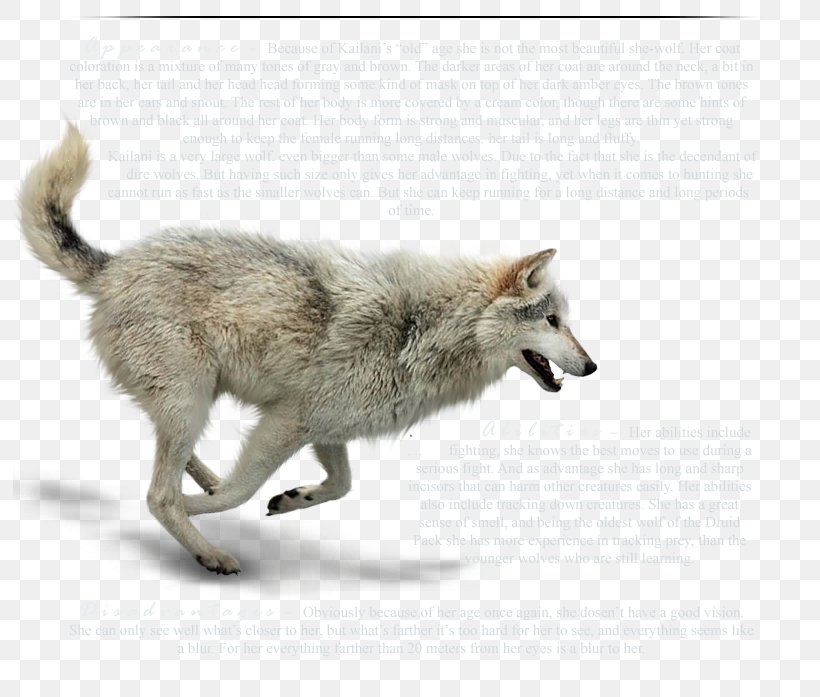 Wolfdog Coyote Gray Wolf Fur Wildlife, PNG, 793x697px, Wolfdog, Carnivoran, Coyote, Dog Like Mammal, Fauna Download Free