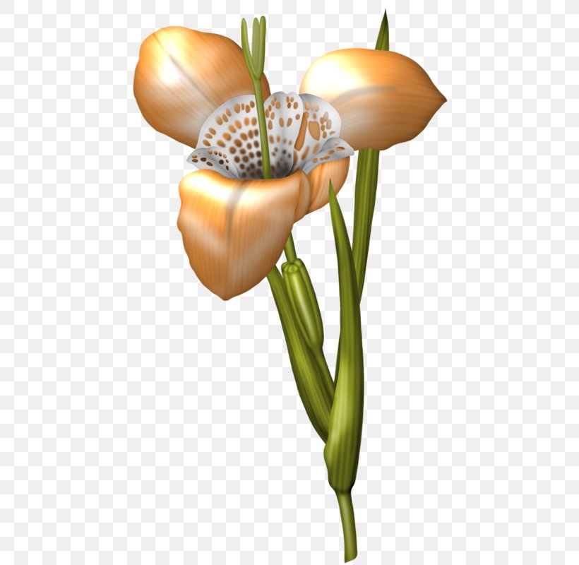 Floral Design Flower Wall Iris, PNG, 478x800px, Floral Design, Arum, Blanket, Cut Flowers, Floristry Download Free
