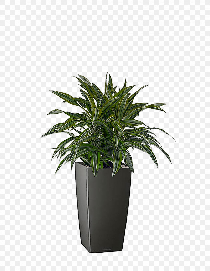 Houseplant Flowerpot Shrub Evergreen M-tree, PNG, 2553x3303px, Houseplant, Evergreen, Flowerpot, Mtree, Shrub Download Free
