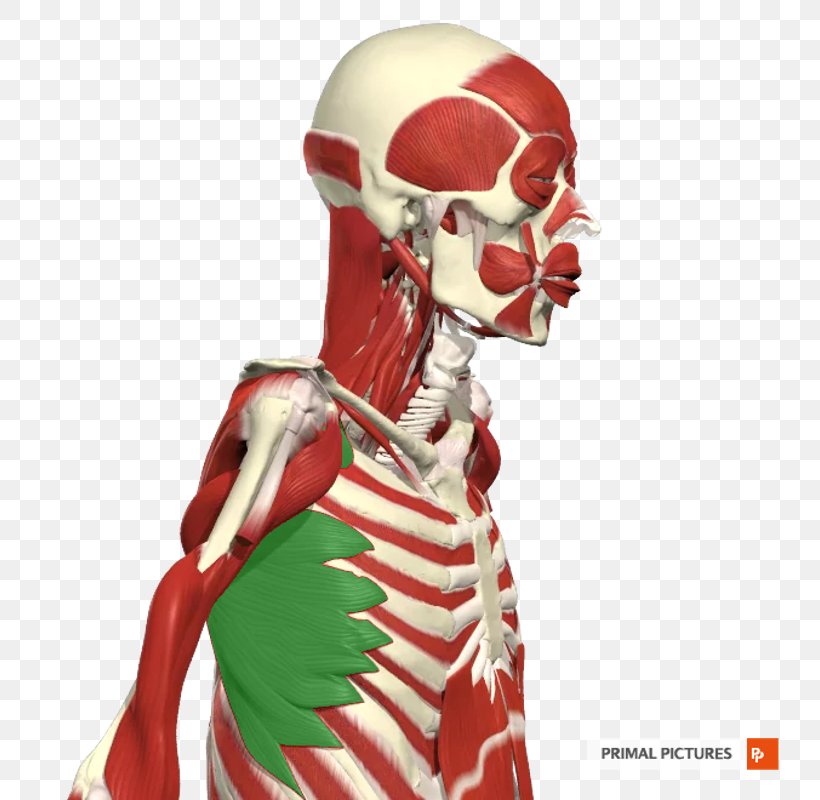 Intercostal Muscle Rib Skeleton Abdomen Vertebral Column, PNG, 800x800px, Intercostal Muscle, Abdomen, Bone, Figurine, Flashcard Download Free