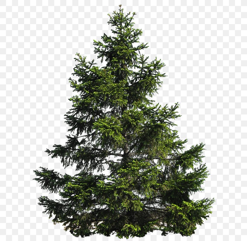 Pine Clip Art, PNG, 623x800px, Pine, Biome, Branch, Christmas Decoration, Christmas Tree Download Free