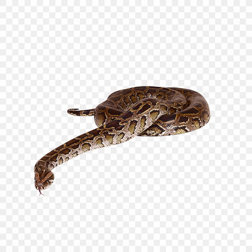 Snake Reptile Animal, PNG, 1000x1000px, 3d Computer Graphics, Snake, Animal, Gratis, Mamba Download Free