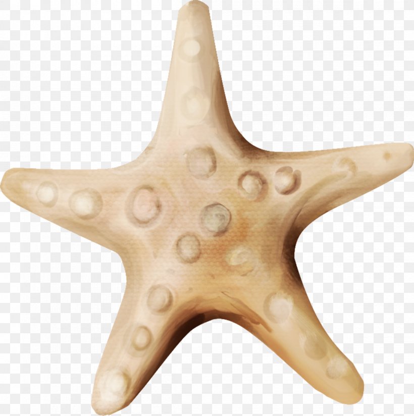 Starfish Echinoderm Wood /m/083vt, PNG, 1200x1207px, Starfish, Echinoderm, Invertebrate, Marine Invertebrates, Organism Download Free