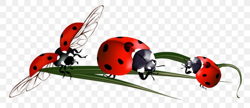 Clip Art, PNG, 800x357px, Page, Beetle, Google Images, Insect, Invertebrate Download Free