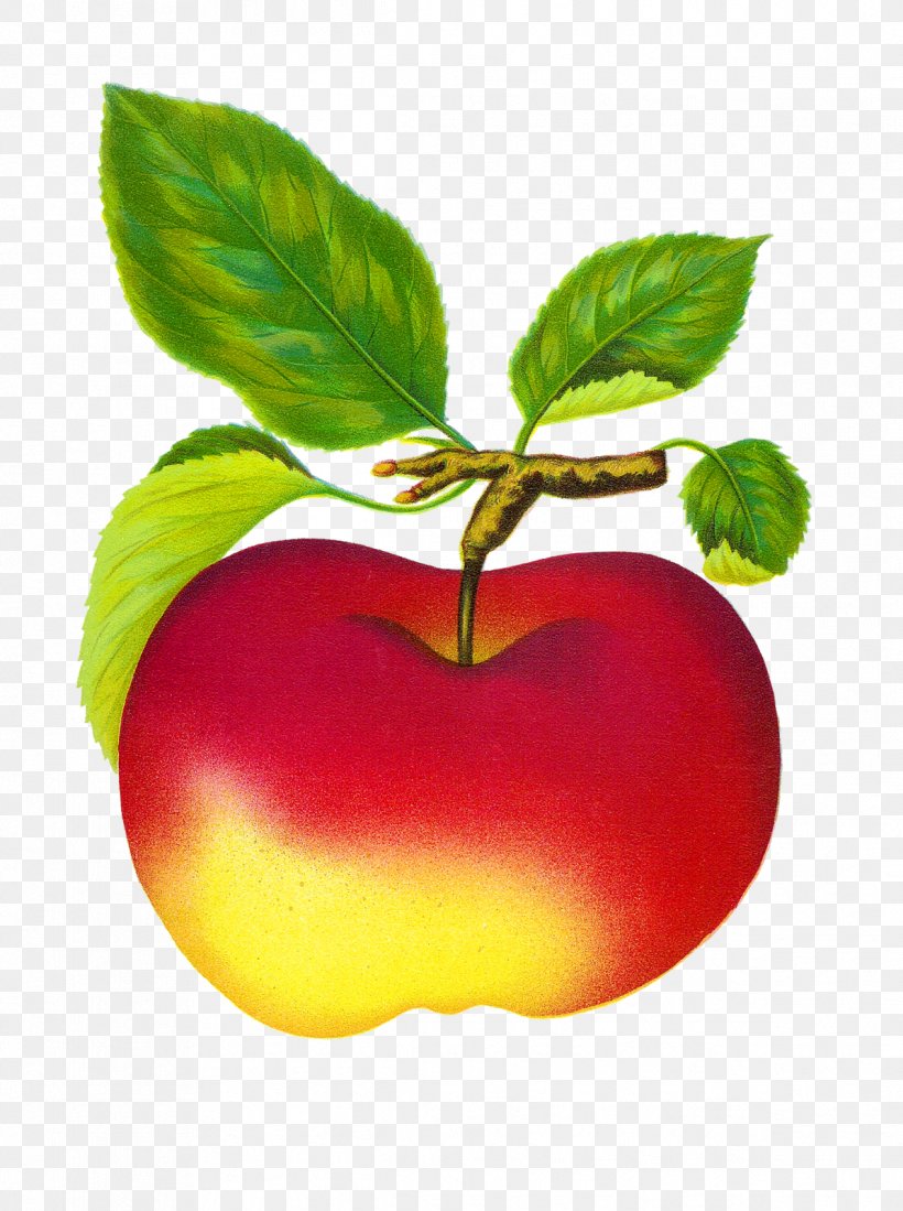 Fruit Apple Clip Art, PNG, 1193x1600px, Fruit, Apple, Art, Diet Food, Food Download Free