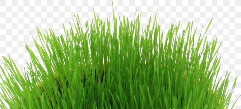 Green Grass Background, PNG, 1921x873px, Easter, Chrysopogon Zizanioides, Easter Egg, Fodder, Grass Download Free