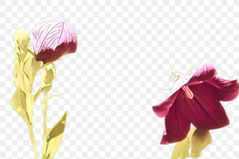 Petal Flower Plant Pink Cut Flowers, PNG, 2448x1632px, Petal, Cut Flowers, Flower, Herbaceous Plant, Iris Download Free