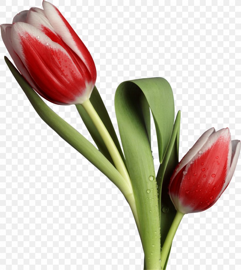 Flower Tulip Desktop Wallpaper Husband, PNG, 1428x1600px, Flower, Boyfriend, Bud, Cut Flowers, Flower Bouquet Download Free