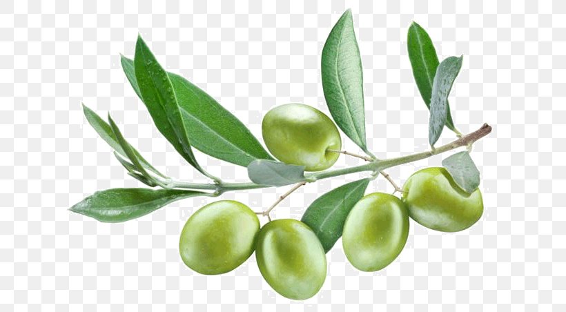 Olive Branch Stock Photography Olive Leaf Olive Oil, PNG, 652x452px, Olive, Arbequina, Commodity, Food, Fruit Download Free