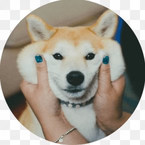 Puppy - Shiba Inu Puppy Norwegian Lundehund Akita Dog Breed PNG