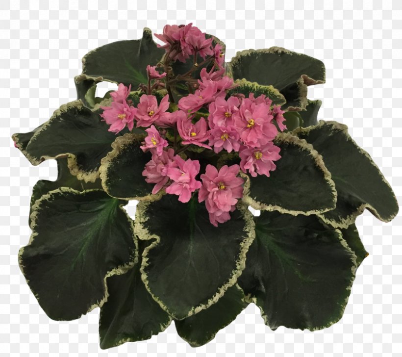 Floral Design Cut Flowers Pink M Flowerpot, PNG, 844x750px, Floral Design, Cut Flowers, Flower, Flower Arranging, Flowering Plant Download Free