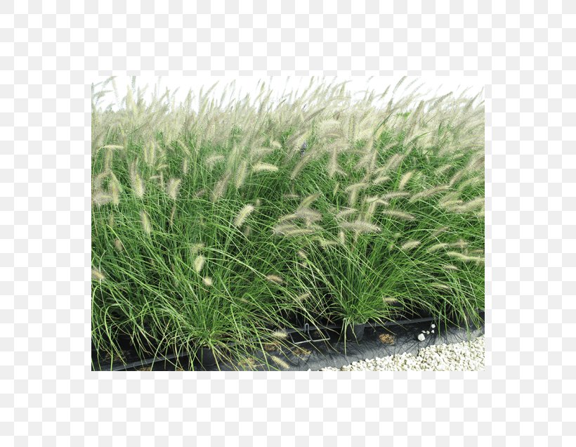Sweet Grass Vetiver Chrysopogon Grasses, PNG, 560x636px, Sweet Grass, Chrysopogon, Chrysopogon Zizanioides, Grass, Grass Family Download Free