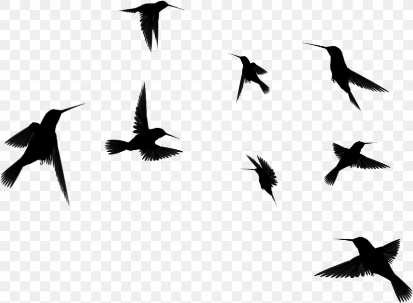 Bird Flock Bird Migration Animal Migration Silhouette, PNG, 852x627px, Bird, Animal Migration, Beak, Bird Migration, Blackandwhite Download Free