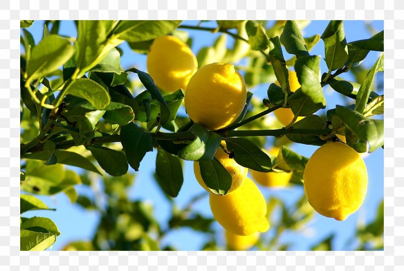 Lemon Food YouTube Fruit Tree, PNG, 1000x673px, Lemon, Branch, Citron, Citrus, Cooking Download Free