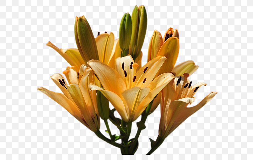 Lily Yellow Flower Design, PNG, 616x519px, Lily, Centerblog, Color, Cut Flowers, Floral Design Download Free