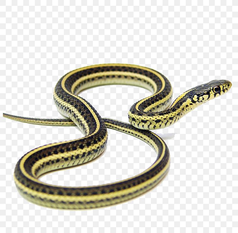 Narcisse Snake Pits Garter Snake Kingsnakes Applesnake, PNG, 800x800px, Garter Snake, Colubridae, Foundation, Garter, Hello Download Free