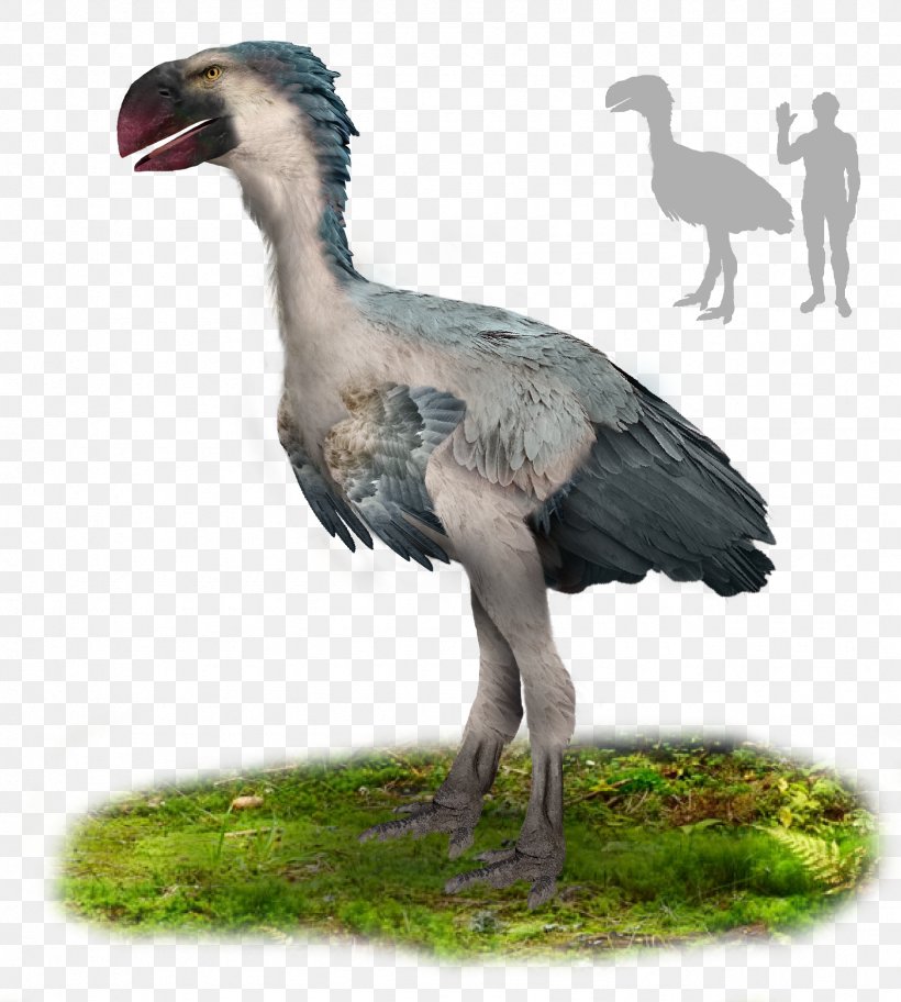 Paleocene Gastornis Bird Oligocene, PNG, 1689x1880px, Eocene, Beak, Bird, Ciconiiformes, Crane Download Free