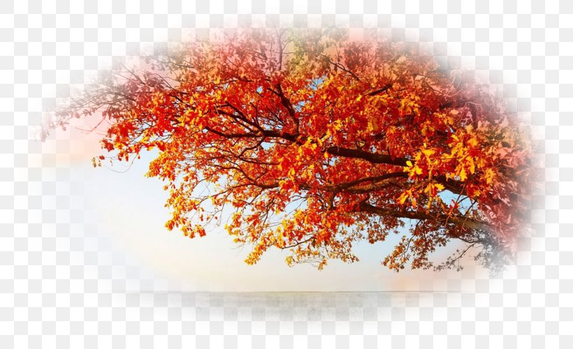 Autumn Leaf Color Tree Swamp Spanish Oak Desktop Wallpaper, PNG, 800x500px, Autumn, Autumn Leaf Color, Broadleaved Tree, Display Resolution, Drizzle Download Free