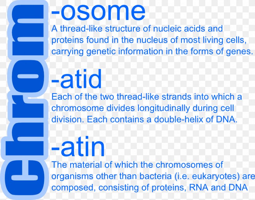 Chromatid Dominance Allele Chromosome Chromatin, PNG, 948x745px, Chromatid, Allele, Area, Blue, Brand Download Free