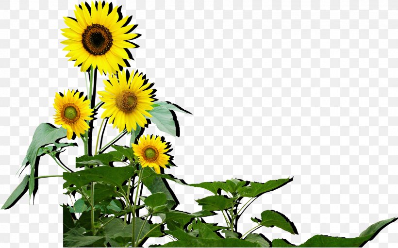 Common Sunflower Sunflower Seed Computer File, PNG, 1852x1156px, Common Sunflower, Computer, Cut Flowers, Daisy Family, Floral Design Download Free
