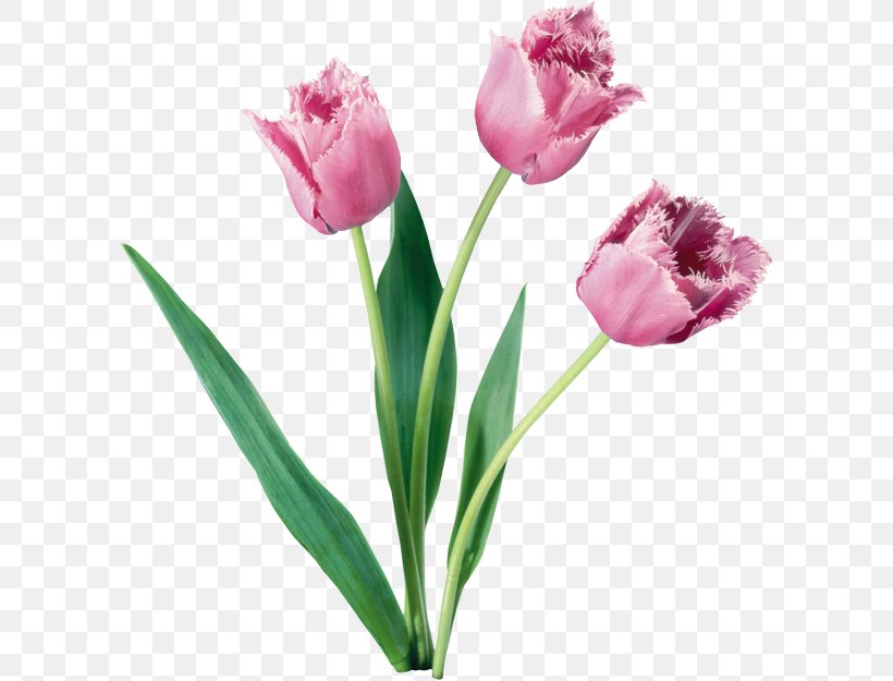 Flower Tulip Desktop Wallpaper, PNG, 600x625px, Flower, Bud, Cut Flowers, Flower Bouquet, Flowering Plant Download Free