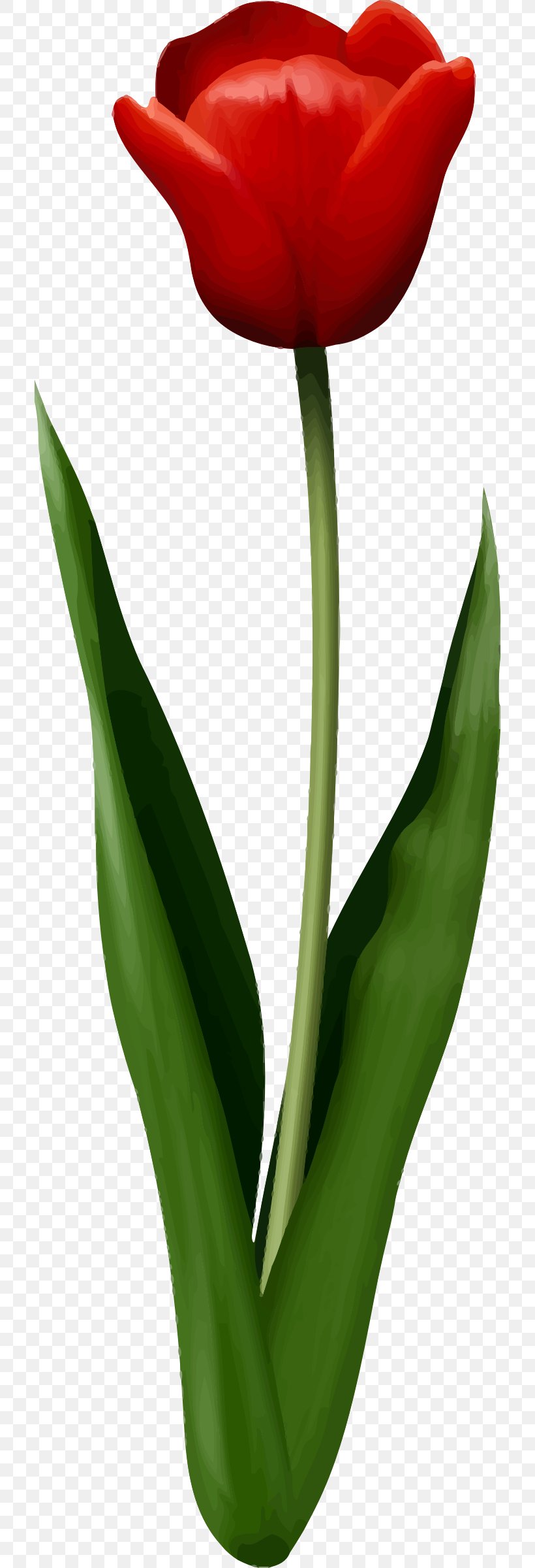 Leaf Flower, PNG, 716x2400px, Leaf, Blume, Clover, Cut Flowers, Flower Download Free