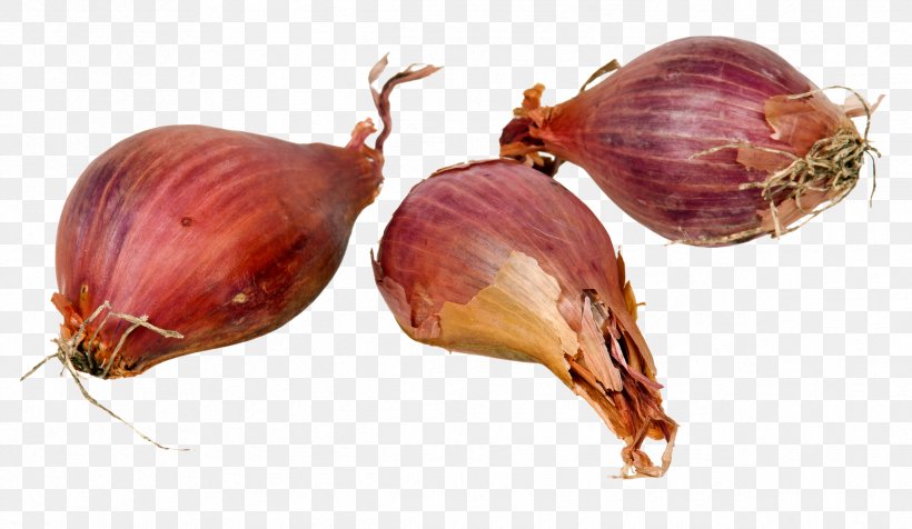 Shallot Garlic Potato Onion Chives Allium Chinense, PNG, 2384x1384px, Shallot, Allium, Allium Chinense, Chives, Commodity Download Free