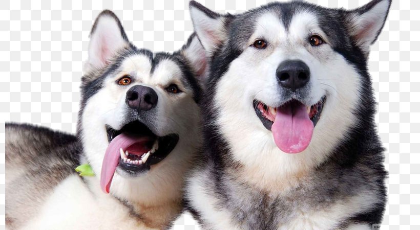 Siberian Husky Alaskan Malamute Akita Labrador Husky, PNG, 800x450px, Siberian Husky, Akita, Alaskan Klee Kai, Alaskan Malamute, Animal Download Free