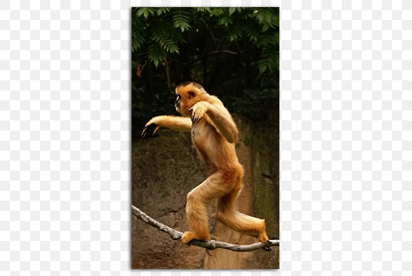Cercopithecidae Monkey Primate Gibbon No, PNG, 485x550px, Cercopithecidae, Bartender, Fauna, Gibbon, Mammal Download Free