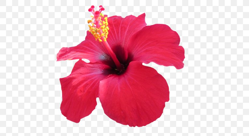 Hibiscus Tea Edible Flower, PNG, 600x450px, Hibiscus, China Rose, Chinese Hibiscus, Edible Flower, Extract Download Free