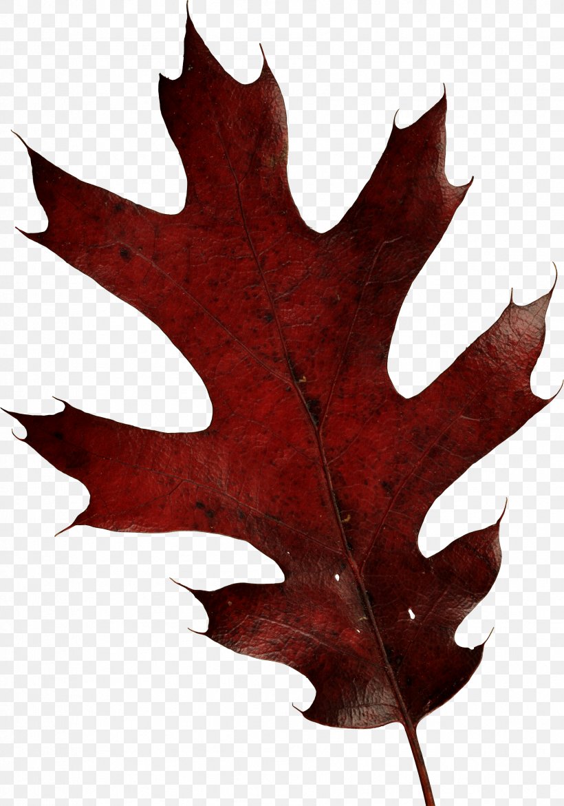 Leaf Brown Autumn, PNG, 1803x2575px, Northern Red Oak, Autumn, Autumn Leaf Color, Leaf, Maple Download Free