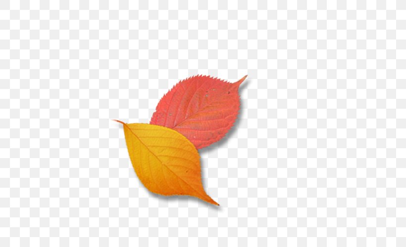 Leaf Petal Google Images, PNG, 500x500px, Leaf, Brain Games, Google Images, Gratis, Maple Leaf Download Free
