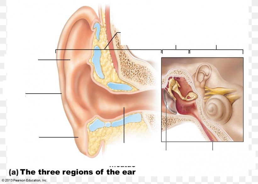 Middle Ear Anatomy Special Senses Eardrum, PNG, 1507x1078px, Watercolor, Cartoon, Flower, Frame, Heart Download Free
