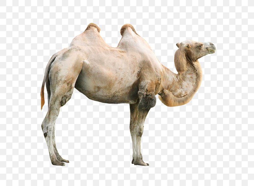 Okapi Giraffe Bactrian Camel Rhinoceros Zebra, PNG, 600x600px, Okapi, Animal, Arabian Camel, Bactrian Camel, Camel Download Free