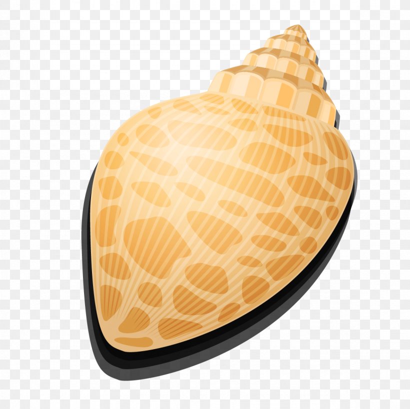 Seashell Vecteur Conch Sea Snail, PNG, 1181x1181px, Seashell, Computer Graphics, Conch, Conchology, Food Download Free