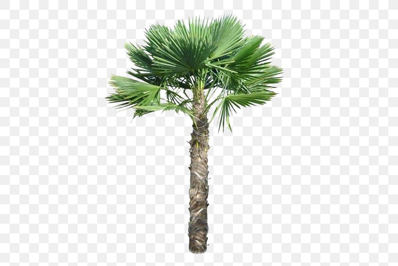 Trachycarpus Fortunei Arecaceae Tree Pygmy Date Palm, PNG, 480x547px, Trachycarpus Fortunei, Areca Nut, Arecaceae, Arecales, Attalea Speciosa Download Free