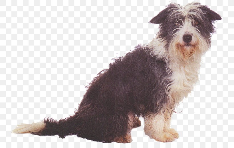 Bearded Collie Schnoodle Basset Hound Border Collie Companion Dog, PNG, 749x520px, Bearded Collie, Basset Hound, Border Collie, Breed, Carnivoran Download Free