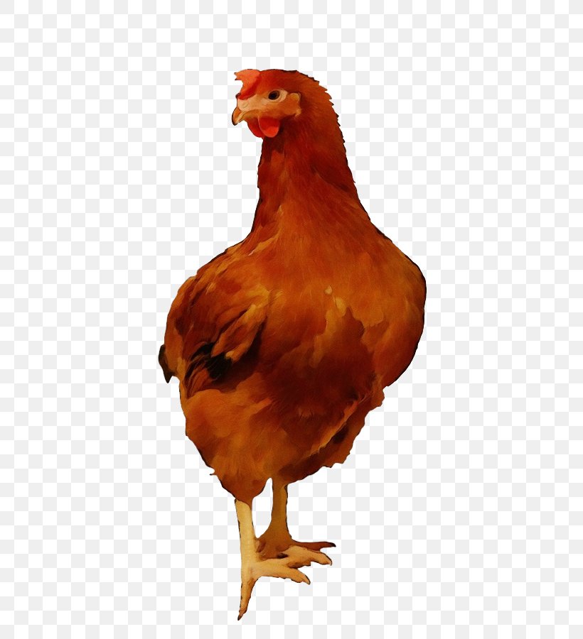 Bird Chicken Rooster Beak Fowl, PNG, 482x900px, Watercolor, Beak, Bird, Chicken, Chicken Meat Download Free