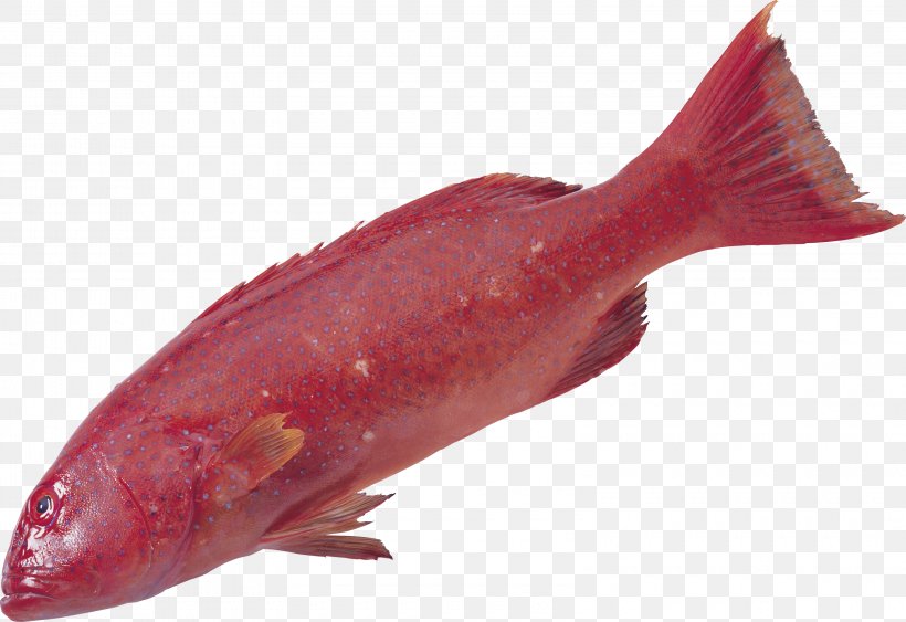 Fish Sturgeon Arowana, PNG, 3200x2198px, Fish, Animal, Arapaima, Arowana, Bony Fish Download Free