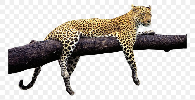 Leopard Jaguar Tiger Cheetah Wildlife, PNG, 750x422px, Leopard, Animal, Animal Figure, Big Cats, Carnivoran Download Free