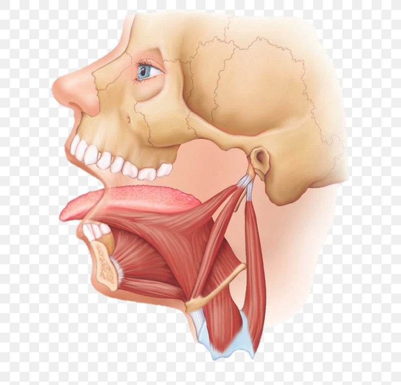 Styloglossus Hyoglossus Genioglossus Muscle Tongue, PNG, 641x787px, Watercolor, Cartoon, Flower, Frame, Heart Download Free