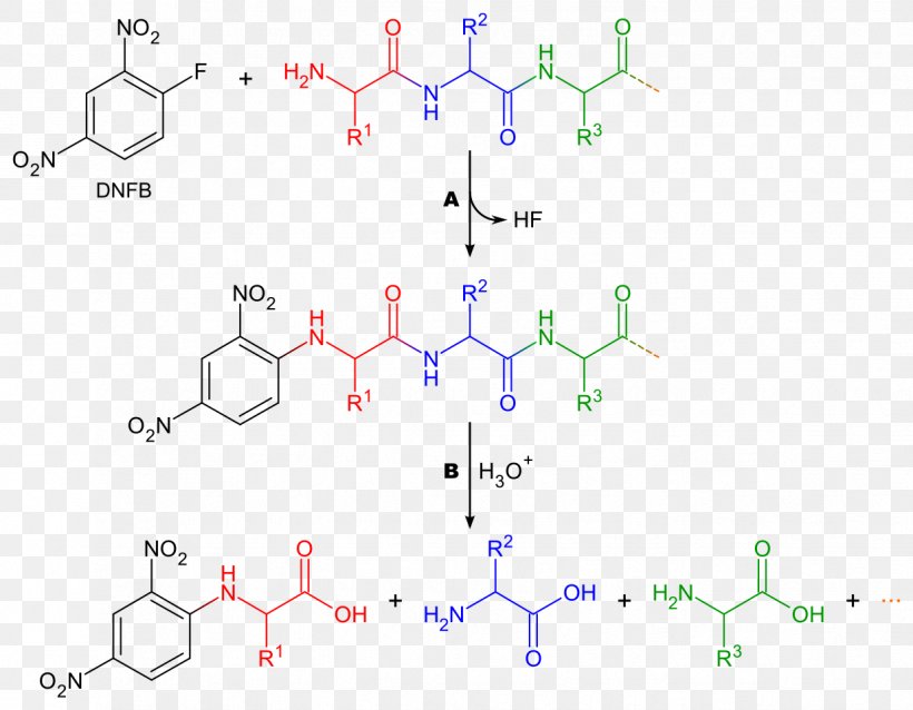 1-Fluoro-2,4-dinitrobenzene Protein Sequencing Reagent Dansyl Chloride Peptide, PNG, 1236x963px, Protein Sequencing, Amino Acid, Area, Chemical Reaction, Chemistry Download Free