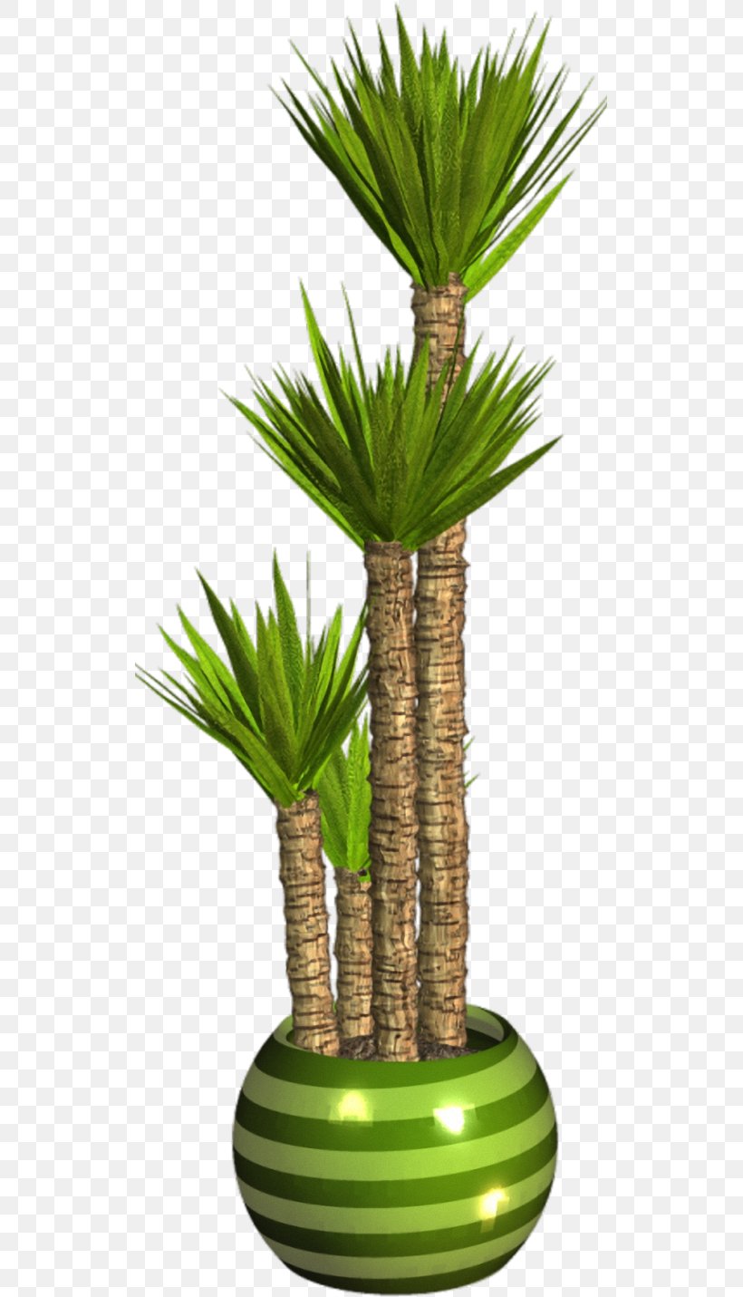 Asian Palmyra Palm Flowerpot Palm Trees Houseplant Plants, PNG, 521x1431px, Asian Palmyra Palm, Arecales, Borassus, Borassus Flabellifer, Evergreen Download Free