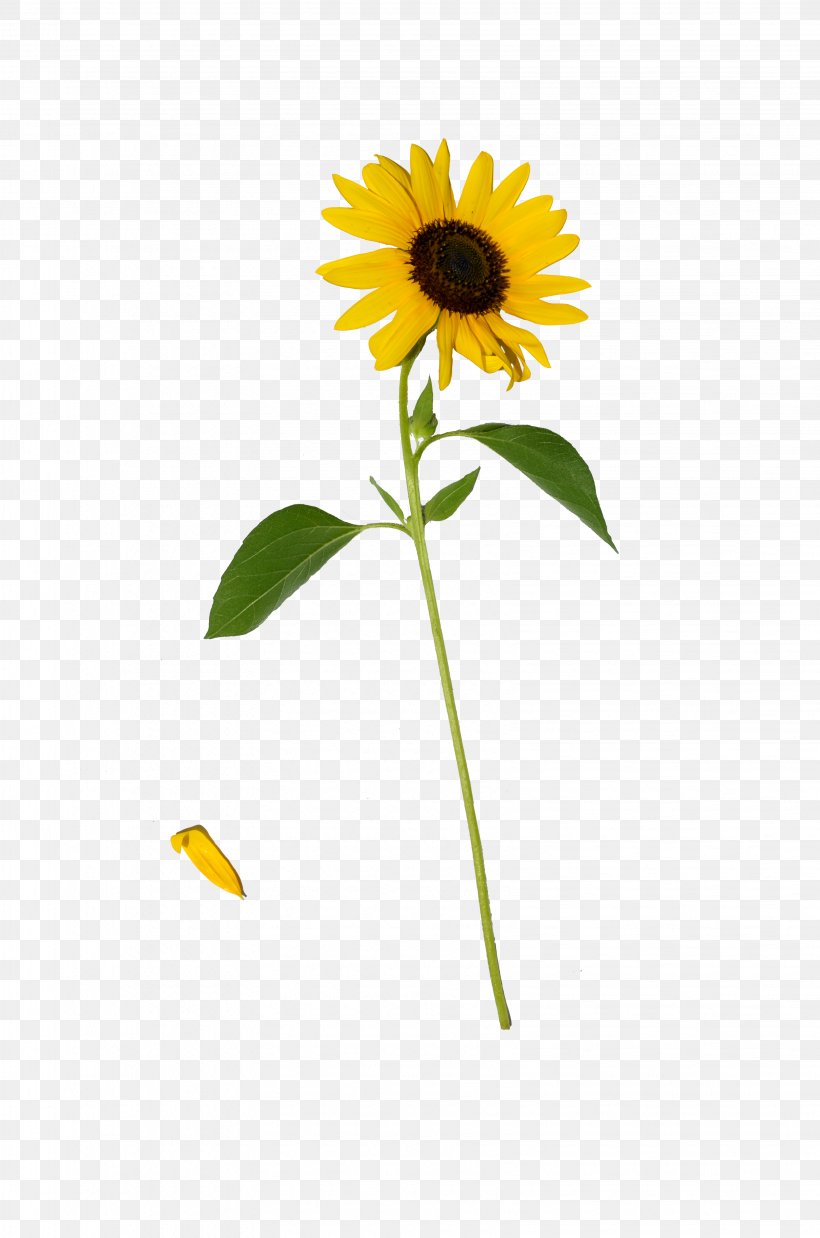 Common Sunflower Daisy Family Clip Art, PNG, 3264x4928px, Common Sunflower, Annual Plant, Daisy, Daisy Family, Flower Download Free