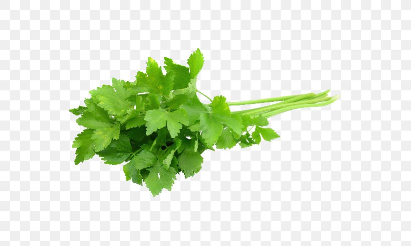 Coriander Herb Chili Con Carne Mexican Cuisine Parsley, PNG, 685x490px, Coriander, Celery, Chili Con Carne, Chives, Coriandrum Download Free