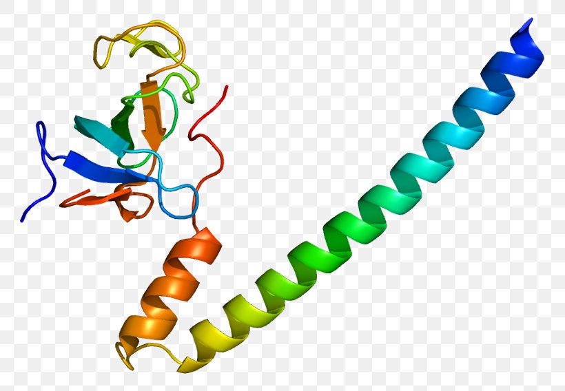 DCTN1 Dynactin Dynein DCTN3 Protein, PNG, 811x568px, Watercolor, Cartoon, Flower, Frame, Heart Download Free