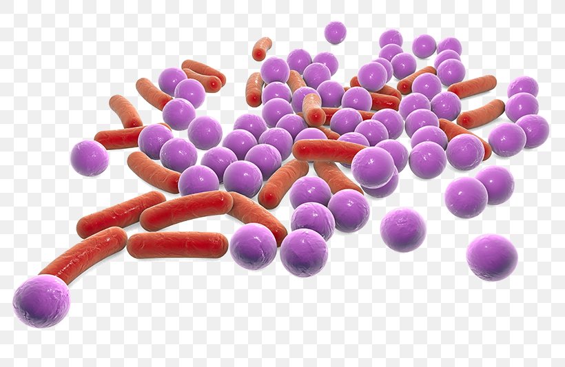 E. Coli Shigella Bacteria Salmonella Bacillus, PNG, 800x533px, E Coli, Bacillus, Bacteria, Coccus, Confectionery Download Free